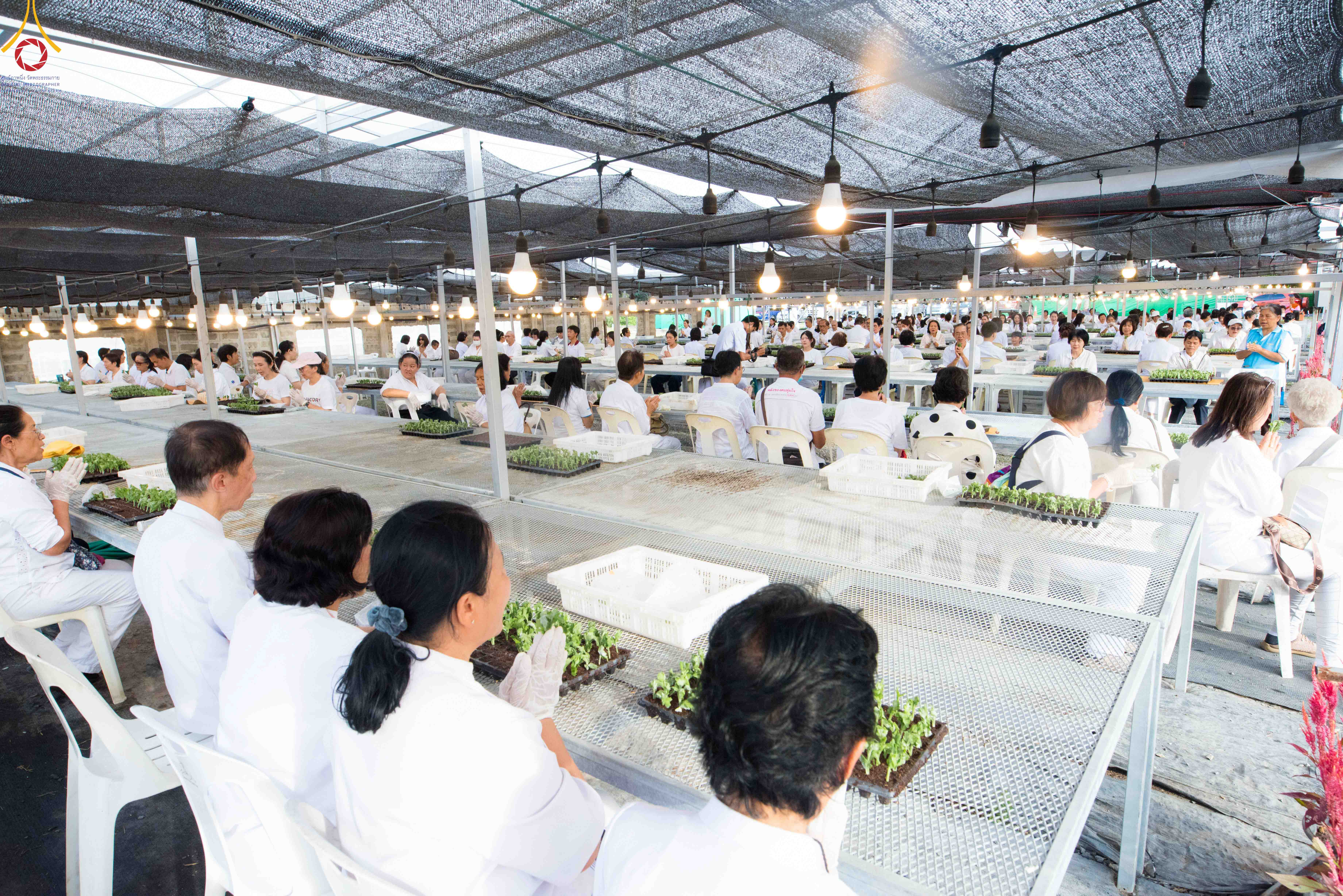 สาธุชนและเจ้าหน้าที่วัดพระธรรมกาย รับบุญปักชำต้นกล้าเบญจทรัพย์