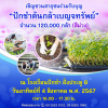 ปักชำต้นกล้าเบญจทรัพย์ วันที่ 4 สิงหาคม พ.ศ. 2567