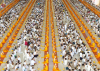 The mass ordination of 8,000 novices under the ordination program for Buddhism revival throughout Thailand