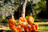 วัดพระธรรมกายนครซิดนีย์ จัดกิจกรรม one day meditation