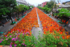 The Photo Collection of the Morning Alms Offering to 30,000 Monks on March 25th, 2012