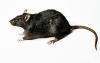 Mice died because of poisoned food