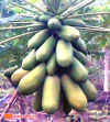 My papaya trees