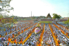 ธรรมยาตรา กตัญญูบูชา มหาปูชนียาจารย์ พระผู้ปราบมาร อนุสรณ์สถาน 7 แห่ง ปีที่ 5 วันเสาร์ที่ 9 มกราคม พ.ศ. 2559