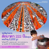 ตักบาตร 222 ปีเมืองอุบล