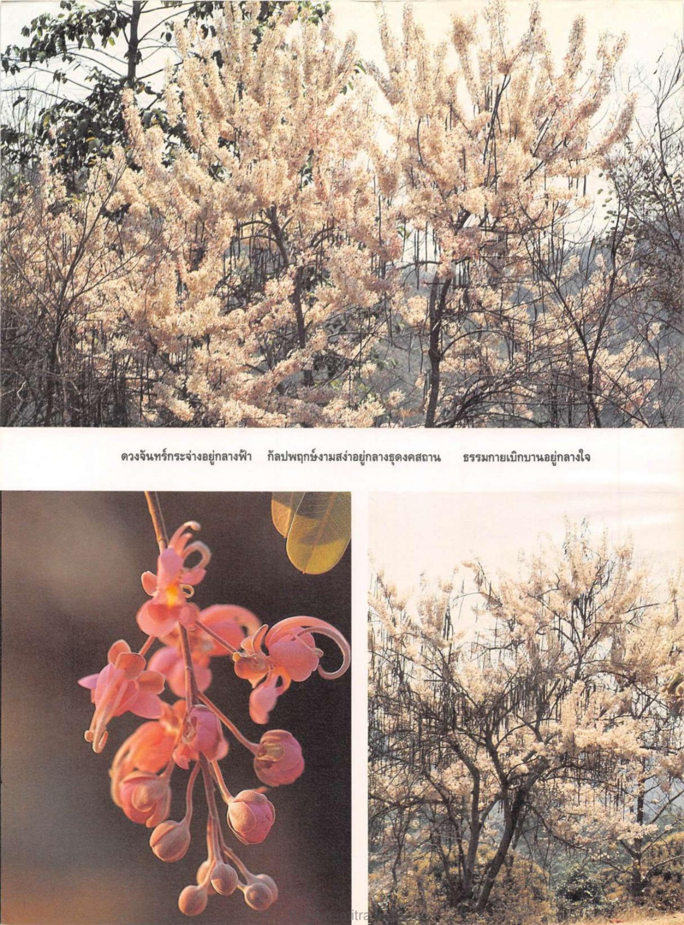 amitra — วารสารกัลยาณมิตร ปี 2529 ฉบับที่ 7 เดือนกรกฎาคม หน้า 4 วารสารกัลยาณมิตร ปี 2529 ฉบับที่ 7 เดือนกรกฎาคม หน้า 4