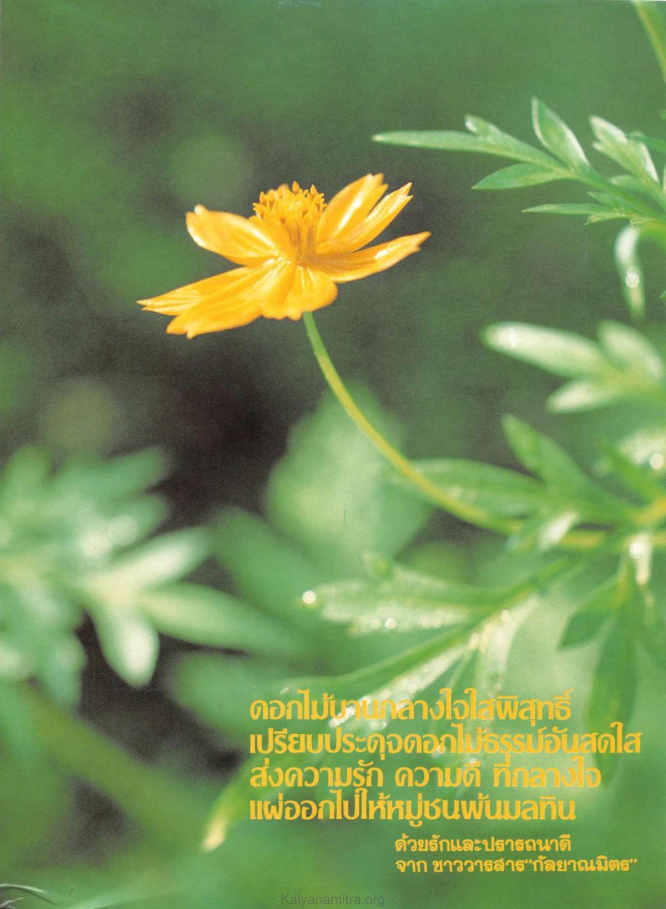 ดอกไม้ รถลางใจใสพิสุทธิ์ — วารสารกัลยาณมิตร ปี 2530 ฉบับที่ 1 หน้า 139 วารสารกัลยาณมิตร ปี 2530 ฉบับที่ 1 หน้า 139