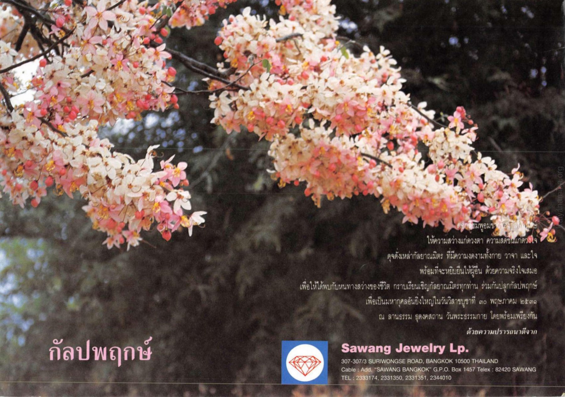 การปลูกกัลปพฤกษ์ วารสารกัลยาณมิตร ปี 2531 ฉบับที่ 6 หน้า 4