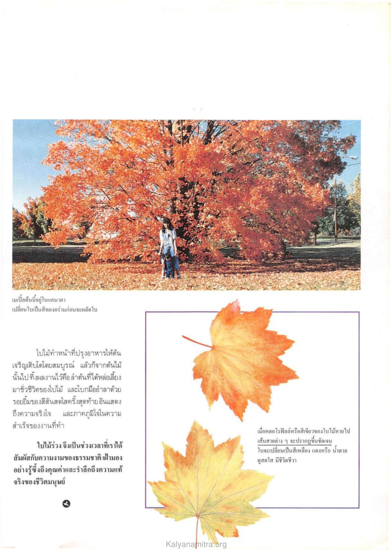 ความงามของธรรมชาติ วารสารกัลยาณมิตร ปี 2533 ฉบับที่ 1 หน้า 27