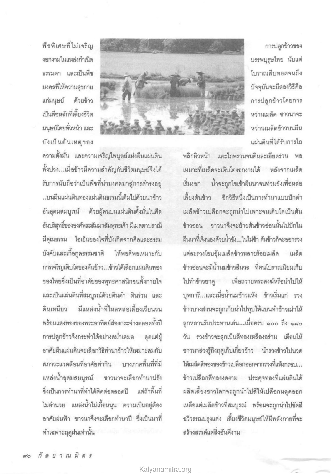 การปลูกข้าวและความสำคัญของข้าว วารสารกัลยาณมิตร ปี 2534 ฉบับที่ 7 หน้า 92