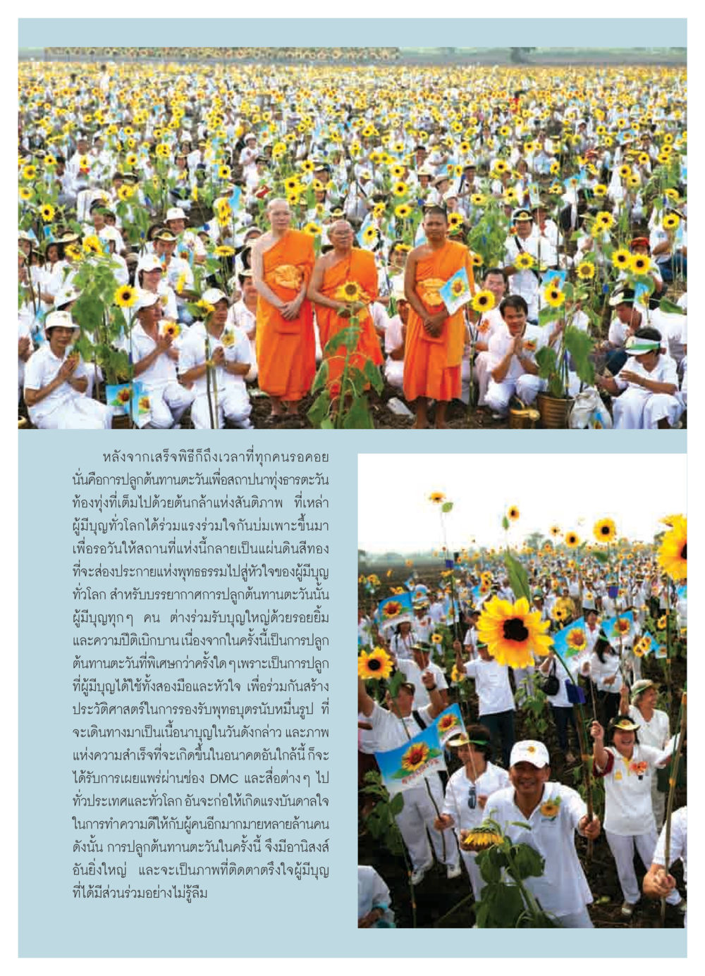 การปลูกต้นทานตะวันเพื่อสถาปนาทุ่งธารตะวัน วารสารอยู่ในบุญ ประจำเดือน พฤศจิกายน  พ.ศ.2551 หน้า 42