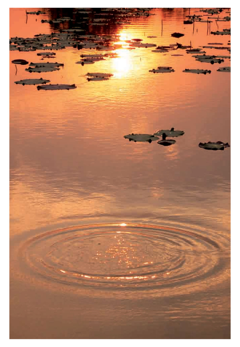 null Pearls of Inner Wisdom หน้า 50