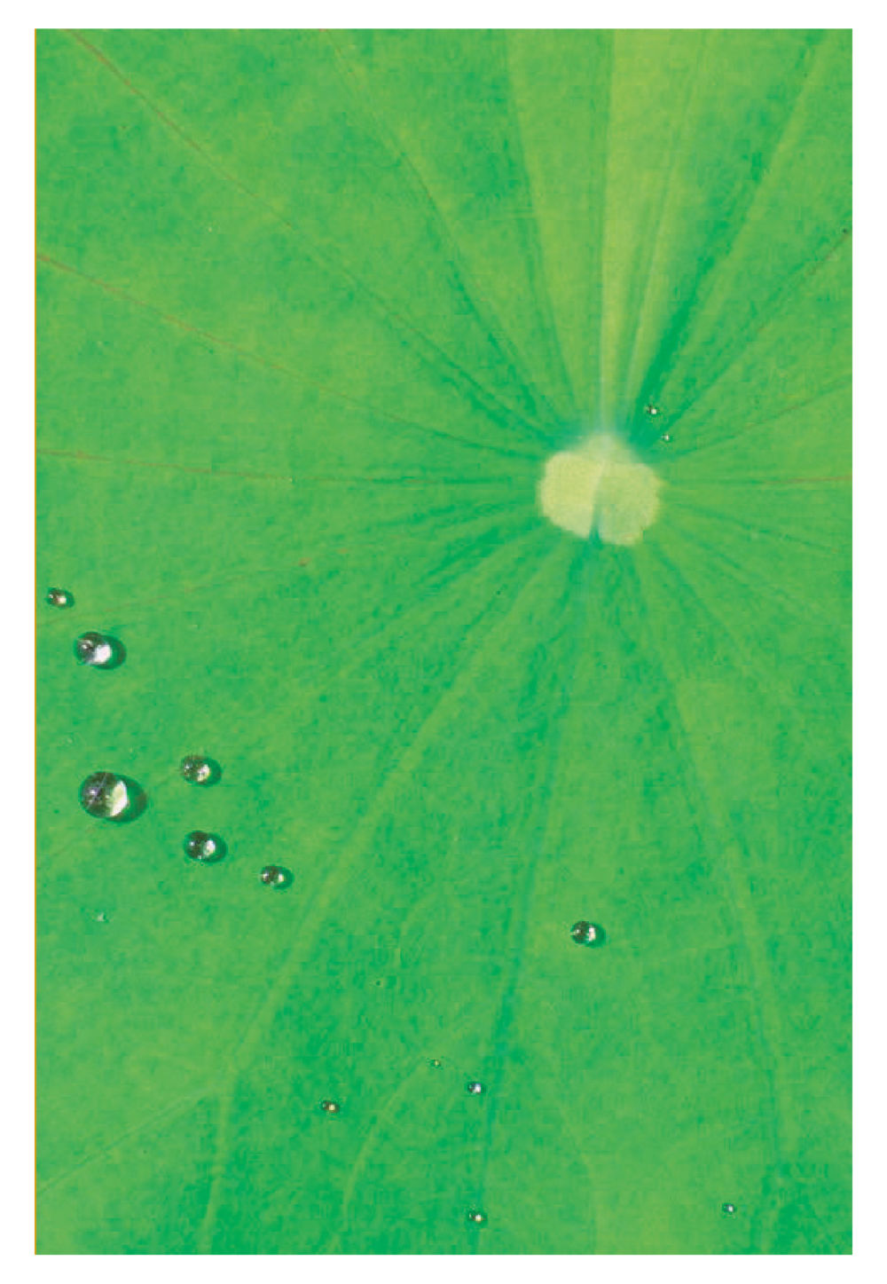 null Pearls of Inner Wisdom หน้า 8