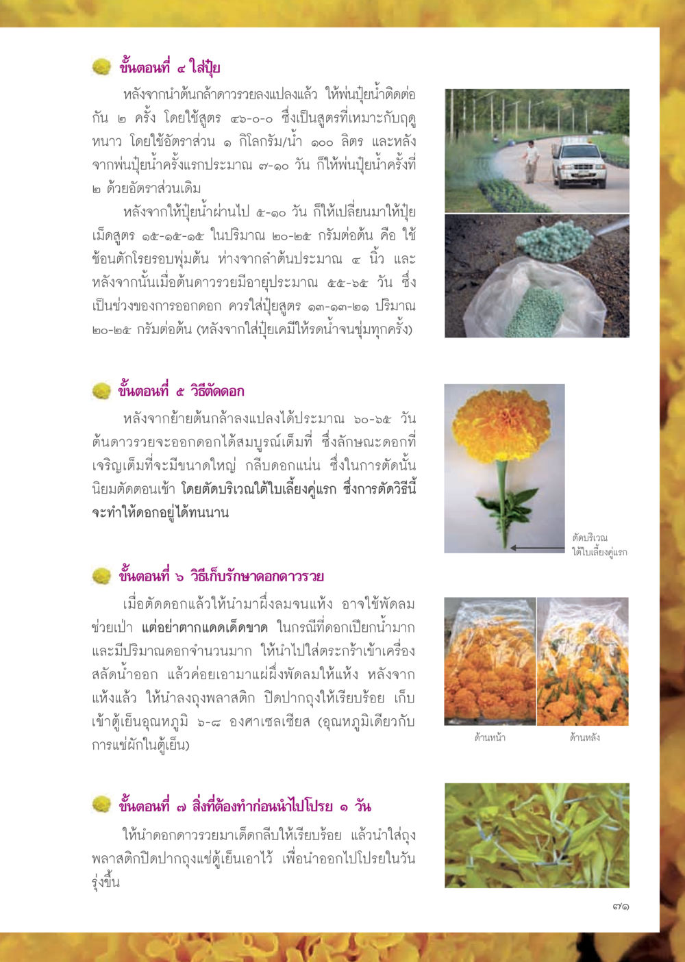 ขั้นตอนการดูแลดอกดาวรวย วารสารอยู่ในบุญ ประจำเดือน ธันวาคม พ.ศ.2555 หน้า 73