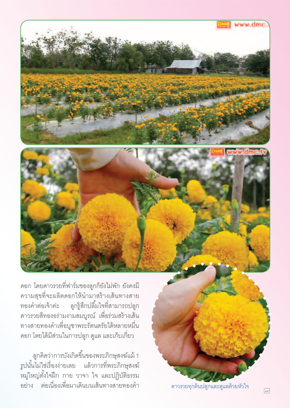 การปลูกดอกไม้เพื่อสร้างเส้นทางสายทองคำ Dhamma TIME เดือนธันวาคม พ.ศ. 2555 หน้า 19