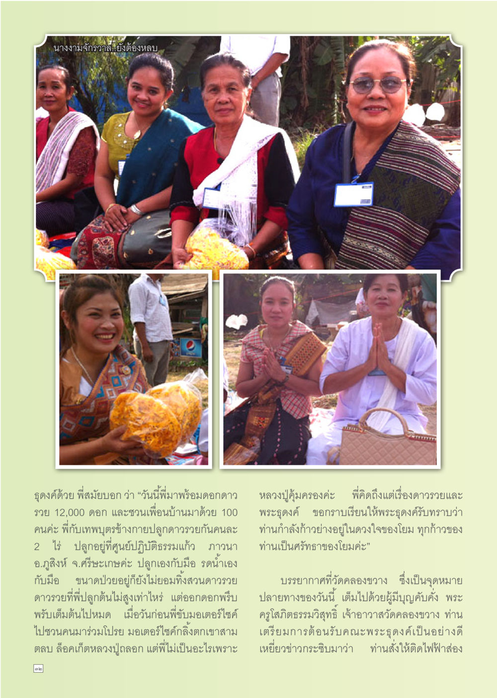 นางงามก๋าวลาง: การปลูกดาวรวงและพระธุดงค์ Dhamma TIME เดือนมกราคม พ.ศ. 2556 หน้า 32