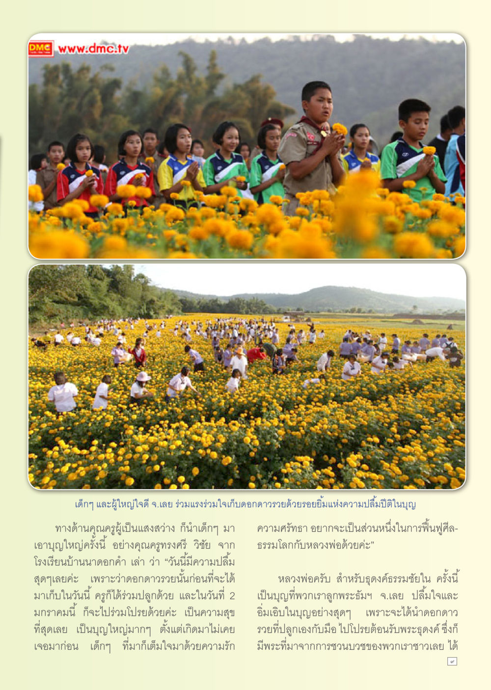 การเก็บดอกดาวเรืองในจังหวัดเลย Dhamma TIME เดือนมกราคม พ.ศ. 2556 หน้า 9