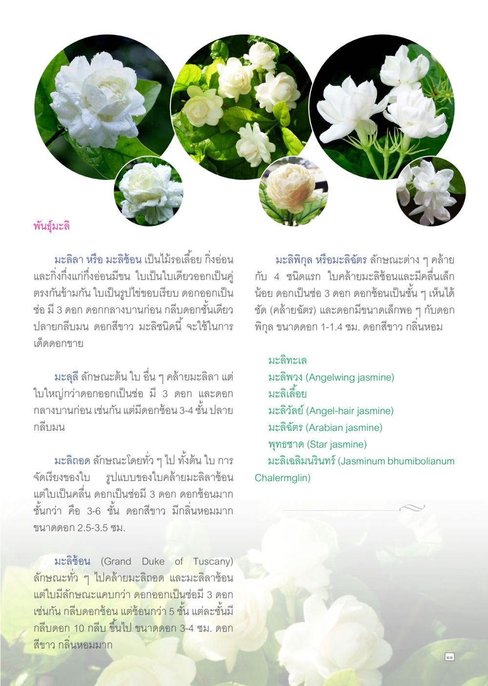 ประเภทของมะลิและลักษณะเฉพาะ Dhamma TIME เดือนสิงหาคม พ.ศ.2557 หน้า 11