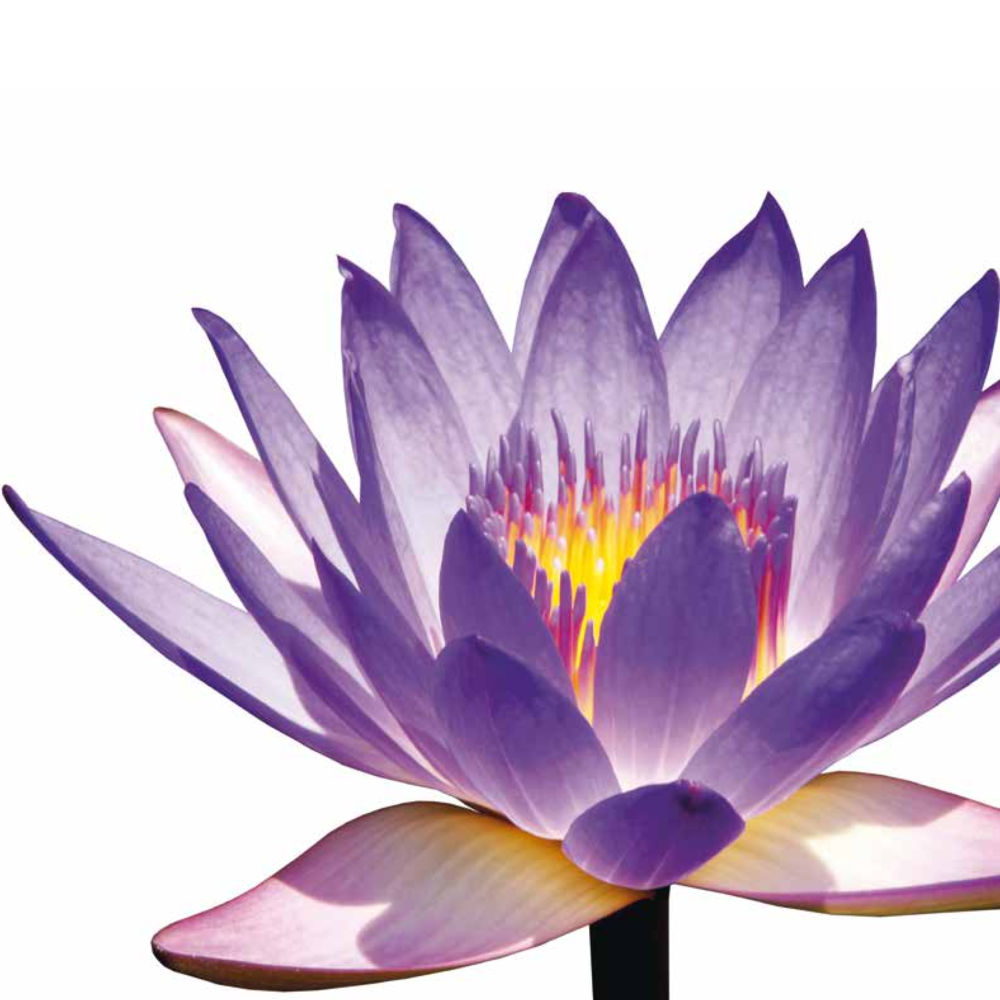 null Luang Por Dhammajayo, BEYOND WISDOM หน้า 62