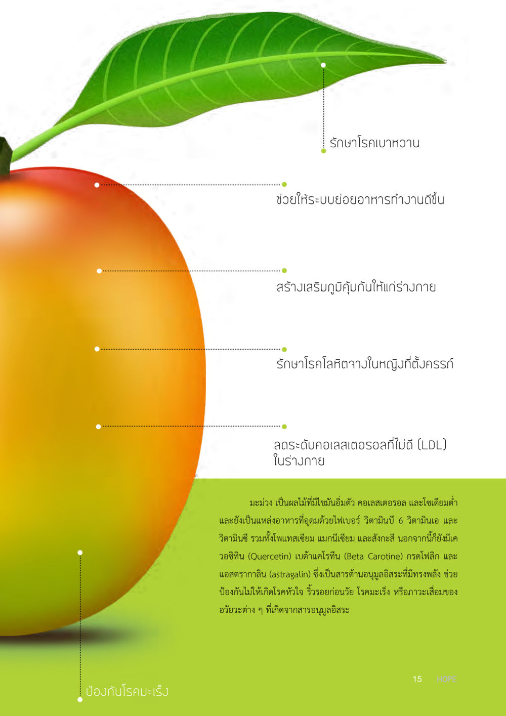 คุณประโยชน์ของมะม่วงในการรักษาและเสริมสุขภาพ HOPE MAGAZINE VOL 10 หน้า 15