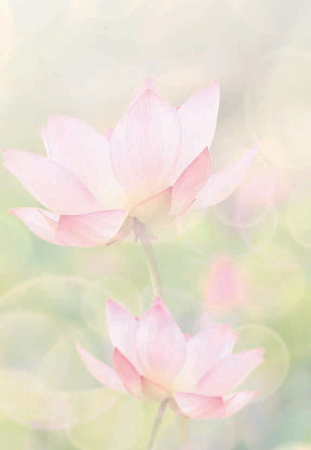 null หนังสือสวดมนต์ธัมมจักกัปปวัตตนสูตร หน้า 3