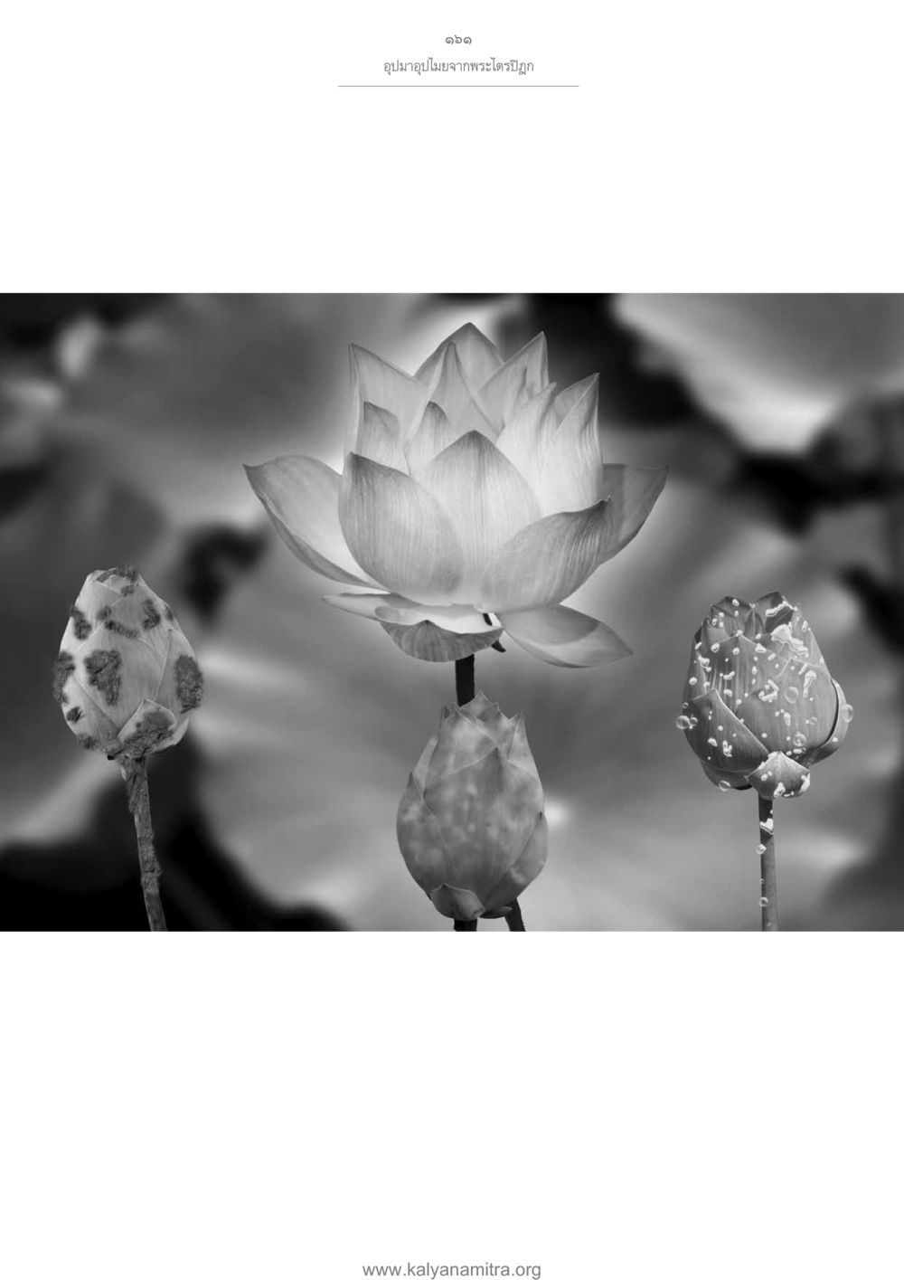 null อุปมาอุปไมยจากพระไตรปิฎก หน้า 162