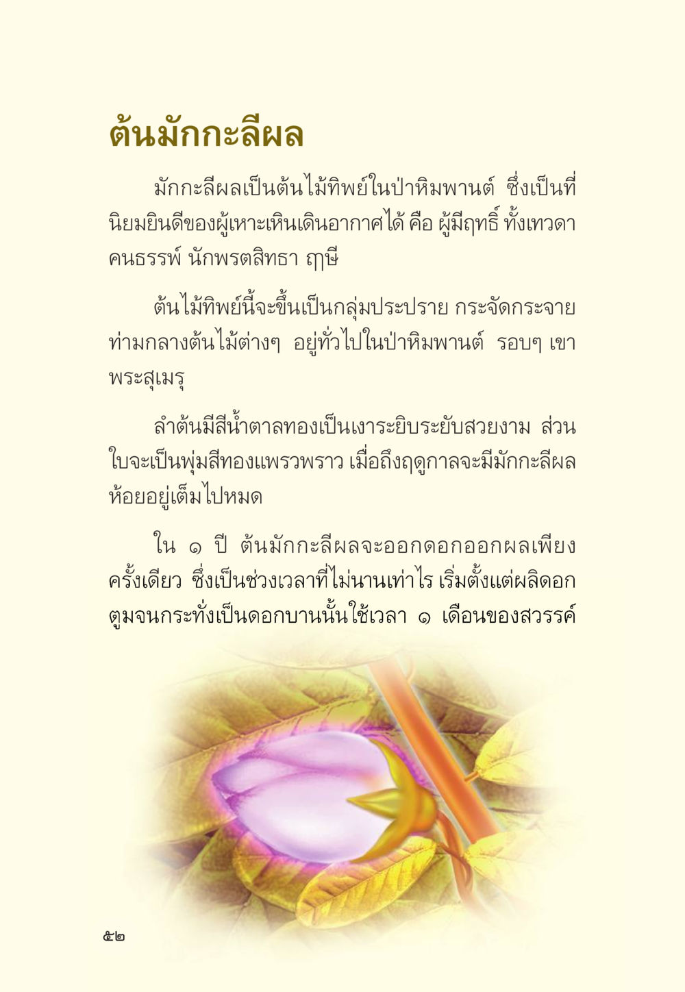ต้นมักกะลีผล: ต้นไม้ทิพย์ในป่าหิมพานต์ มักกะลีผล นารีผล หน้า 53