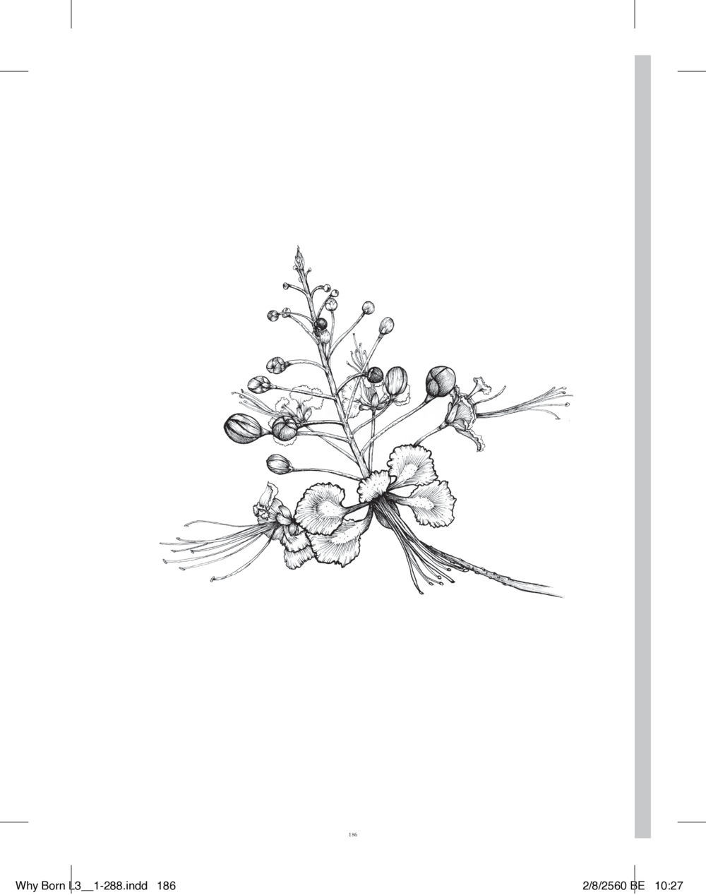 null สร้างบารมี (คำมินิ) เล่ม 3  หน้า 187