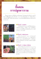 ขั้นตอนการปลูกดาวรวง