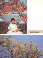กัลปพฤกษ์บานสะพรั่งกลางลานบุญ — วารสารกัลยาณมิตร ปี 2529 ฉบับที่ 6 หน้า 4