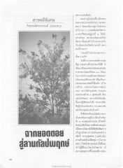 ประสบการณ์การทำสมาธิ