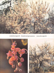 amitra — วารสารกัลยาณมิตร ปี 2529 ฉบับที่ 7 เดือนกรกฎาคม หน้า 4
