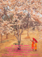 ไม่ ไม่มี — วารสารกัลยาณมิตร ปี 2530 ฉบับที่ 3 หน้า 7
