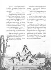 การทะเลาะกันของนกกระจาบ
