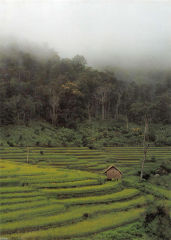 วารสารกัลยาณมิตร ปี 2536 ฉบับที่ 7 หน้า 41