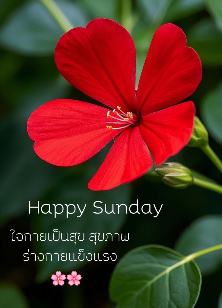 ภาพ No.16097:ภาพสวัสดียามเช้า