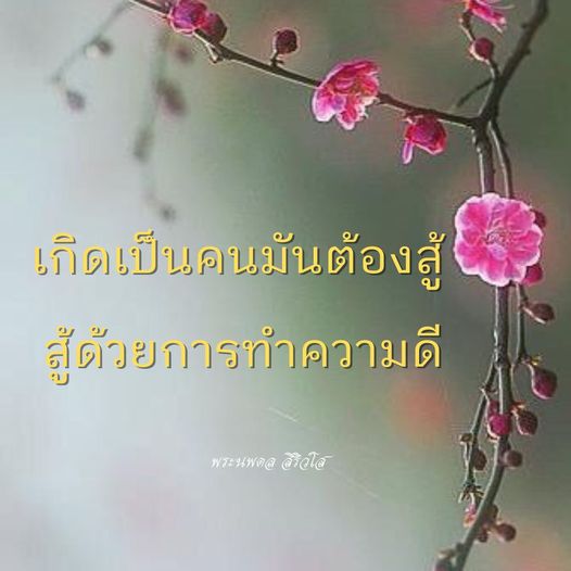 การ์ด No.11449:พระนพดล สิริวํโส
