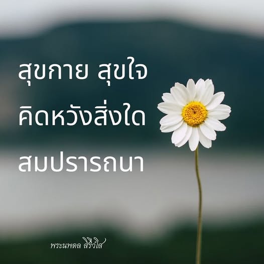 การ์ด No.13231:พระนพดล สิริวํโส