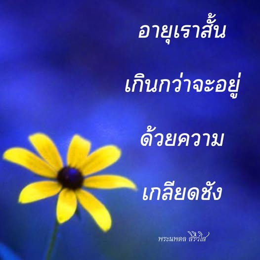 การ์ด No.12048:พระนพดล สิริวํโส