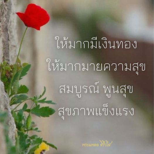 การ์ด No.9185:พระนพดล สิริวํโส
