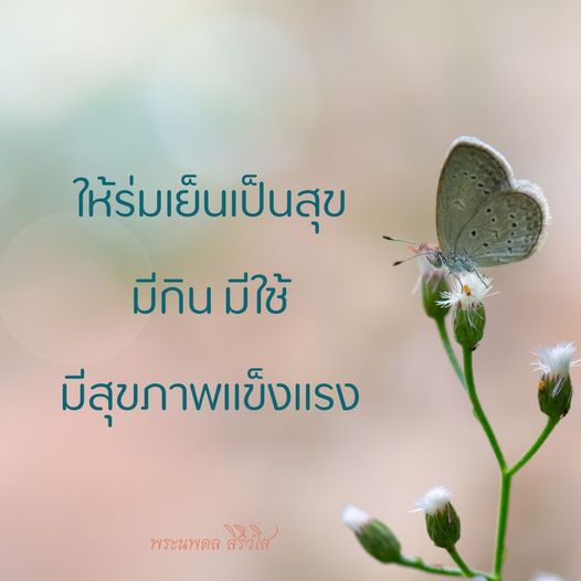 การ์ด No.11074:พระนพดล สิริวํโส