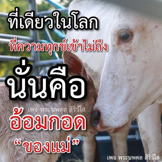 การ์ด No.10271:พระนพดล สิริวํโส