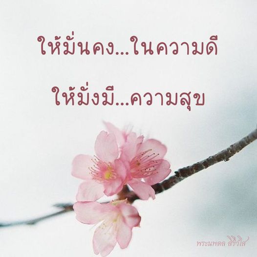 การ์ด No.8513:พระนพดล สิริวํโส