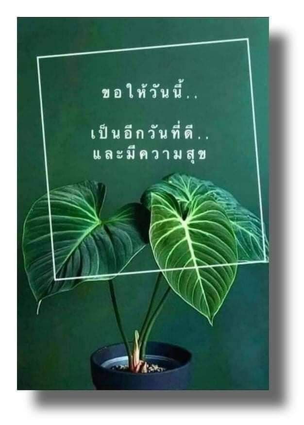 ภาพ No.17020:ทั่วไป