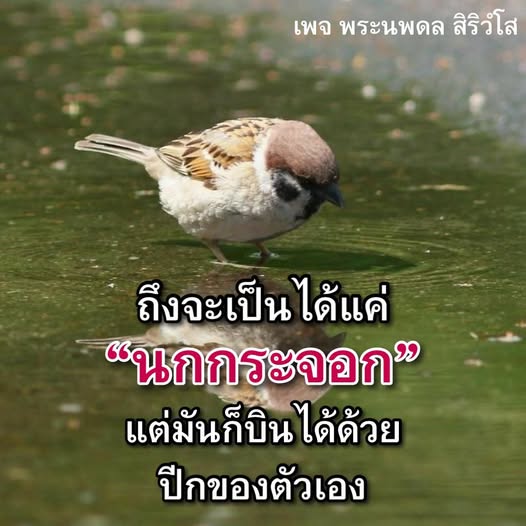 การ์ด No.13233:พระนพดล สิริวํโส