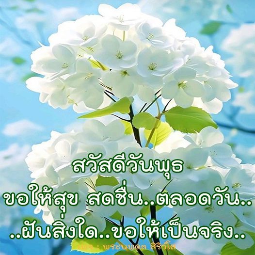 การ์ด No.8094:ภาพสวัสดียามเช้า