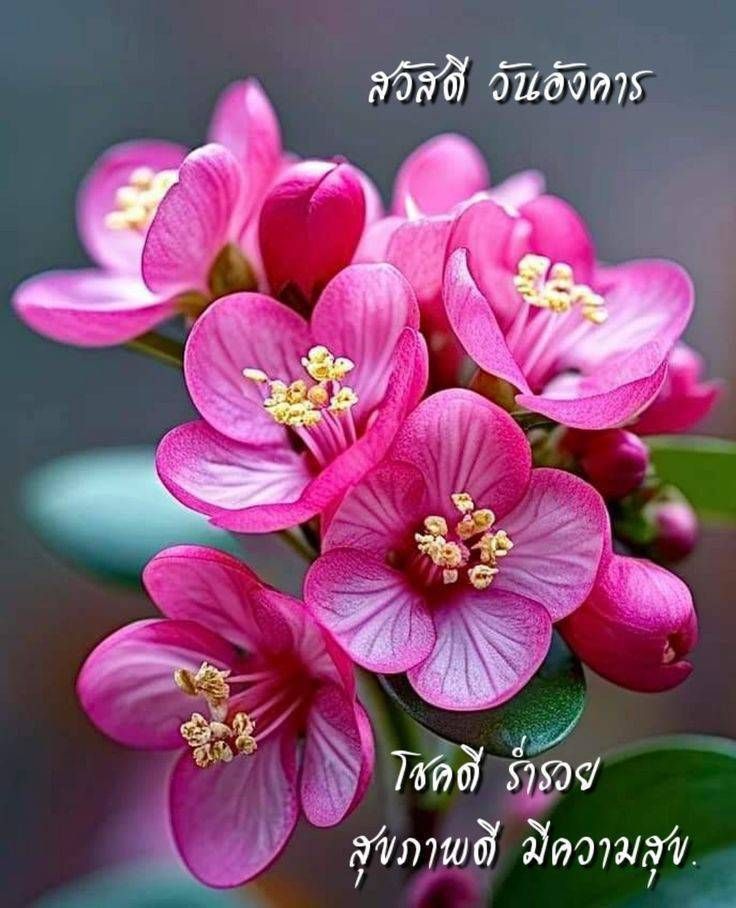 ภาพ No.16118:ภาพสวัสดียามเช้า