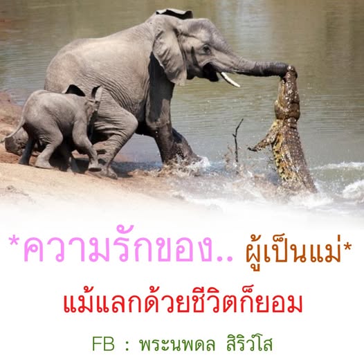 การ์ด No.11631:พระนพดล สิริวํโส