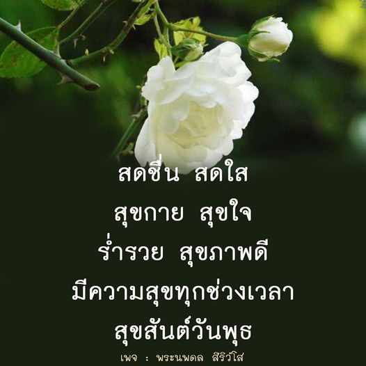 การ์ด No.9595:ภาพสวัสดียามเช้า