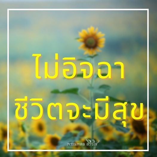 การ์ด No.10355:พระนพดล สิริวํโส